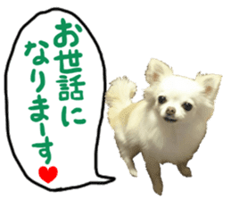 SIZUKU's Chihuahuas sticker #14079871