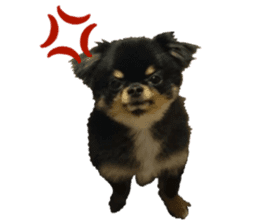 SIZUKU's Chihuahuas sticker #14079872
