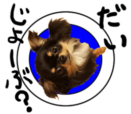 SIZUKU's Chihuahuas sticker #14079873