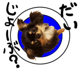 SIZUKU's Chihuahuas sticker #14079873
