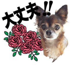 SIZUKU's Chihuahuas sticker #14079874