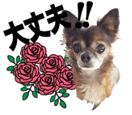 SIZUKU's Chihuahuas sticker #14079874