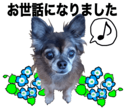 SIZUKU's Chihuahuas sticker #14079875