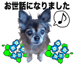 SIZUKU's Chihuahuas sticker #14079875