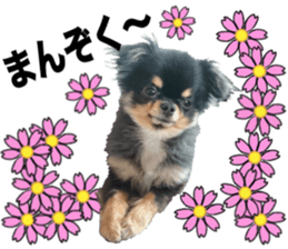 SIZUKU's Chihuahuas sticker #14079878