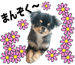SIZUKU's Chihuahuas sticker #14079878