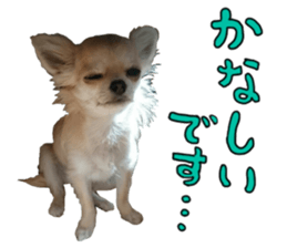 SIZUKU's Chihuahuas sticker #14079880
