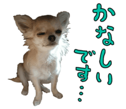SIZUKU's Chihuahuas sticker #14079880