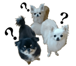 SIZUKU's Chihuahuas sticker #14079881