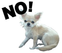 SIZUKU's Chihuahuas sticker #14079882
