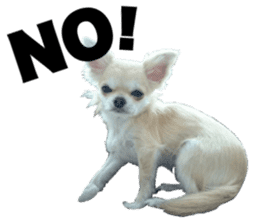 SIZUKU's Chihuahuas sticker #14079882