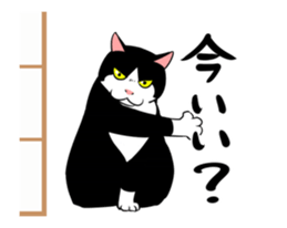 A little fat cat animation sticker #14080042