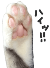 paw of a cat sticker #14080942