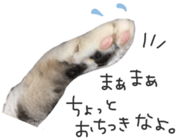 paw of a cat sticker #14080948