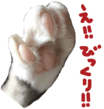 paw of a cat sticker #14080949