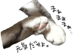 paw of a cat sticker #14080950