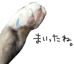 paw of a cat sticker #14080952