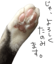 paw of a cat sticker #14080954