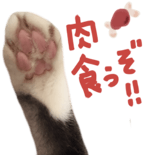 paw of a cat sticker #14080956