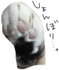 paw of a cat sticker #14080957