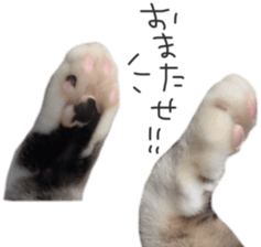 paw of a cat sticker #14080958