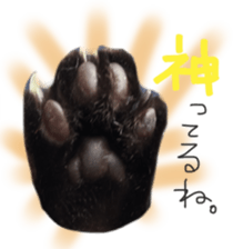 paw of a cat sticker #14080961