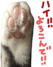 paw of a cat sticker #14080962