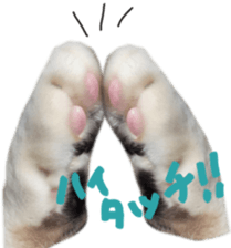 paw of a cat sticker #14080963