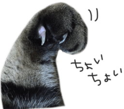 paw of a cat sticker #14080964