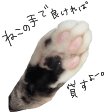 paw of a cat sticker #14080965