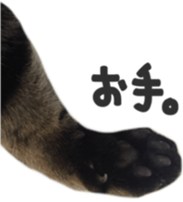 paw of a cat sticker #14080966