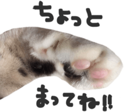 paw of a cat sticker #14080971
