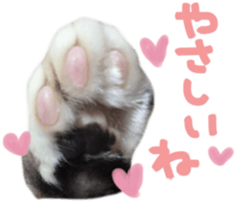 paw of a cat sticker #14080975