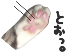 paw of a cat sticker #14080976