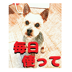 Hana of the Yorkshire terrier