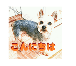 Hana of the Yorkshire terrier sticker #14081086