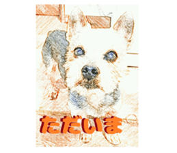 Hana of the Yorkshire terrier sticker #14081089