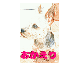 Hana of the Yorkshire terrier sticker #14081090