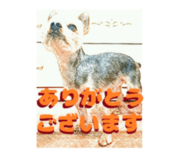 Hana of the Yorkshire terrier sticker #14081091