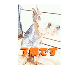 Hana of the Yorkshire terrier sticker #14081092