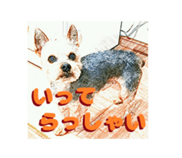 Hana of the Yorkshire terrier sticker #14081093