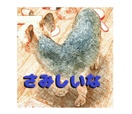 Hana of the Yorkshire terrier sticker #14081094