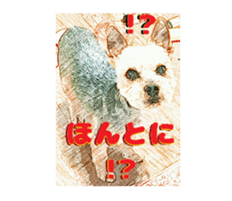 Hana of the Yorkshire terrier sticker #14081096