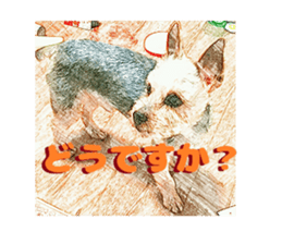 Hana of the Yorkshire terrier sticker #14081097