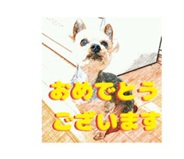 Hana of the Yorkshire terrier sticker #14081098