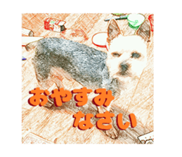 Hana of the Yorkshire terrier sticker #14081099