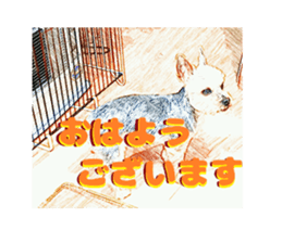 Hana of the Yorkshire terrier sticker #14081100