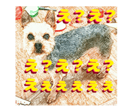 Hana of the Yorkshire terrier sticker #14081101