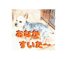 Hana of the Yorkshire terrier sticker #14081102