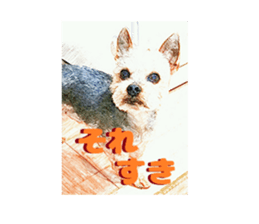 Hana of the Yorkshire terrier sticker #14081104